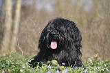 BRIARD 106